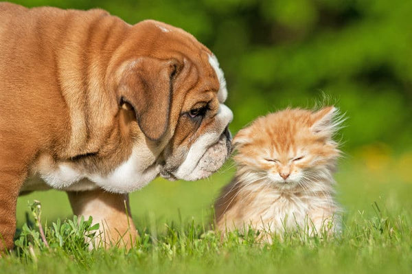 7 Curiosidades Divertidas Sobre Cães e Gatos